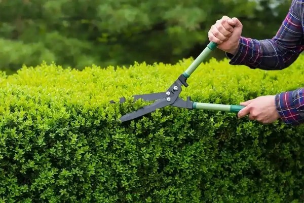 Hedge Trimming